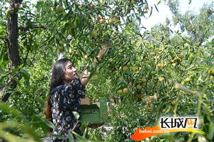 小長假有好去處 2017黃驊冬棗采摘旅游活動啟動