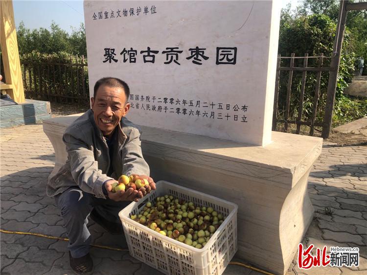 推動鄉(xiāng)村振興 河北黃驊冬棗開園采摘活動開幕
