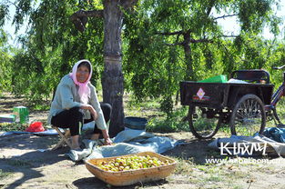 黃驊冬棗成富民產(chǎn)業(yè) 年產(chǎn)值10億