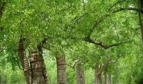 速看 河北這24個(gè)鄉(xiāng)村上榜 國家級 名單 有你的家鄉(xiāng)嗎