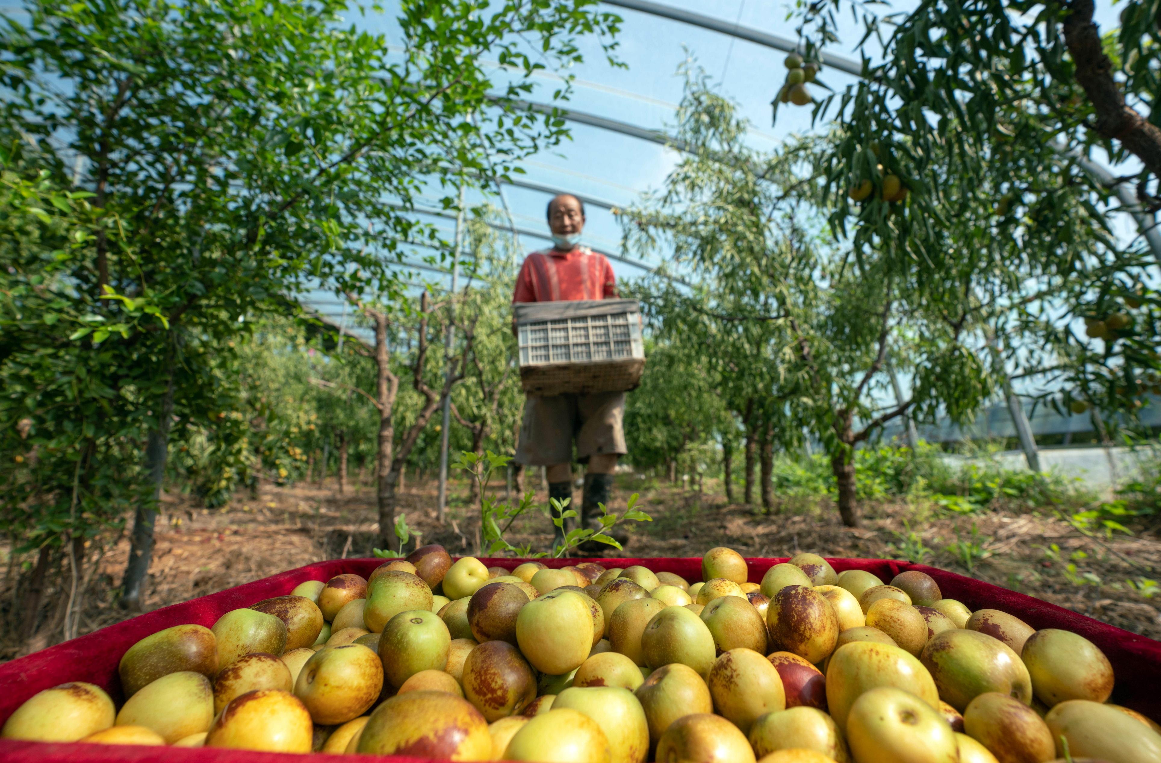 河北黃驊 冬棗大棚采收忙，特色產業促增收