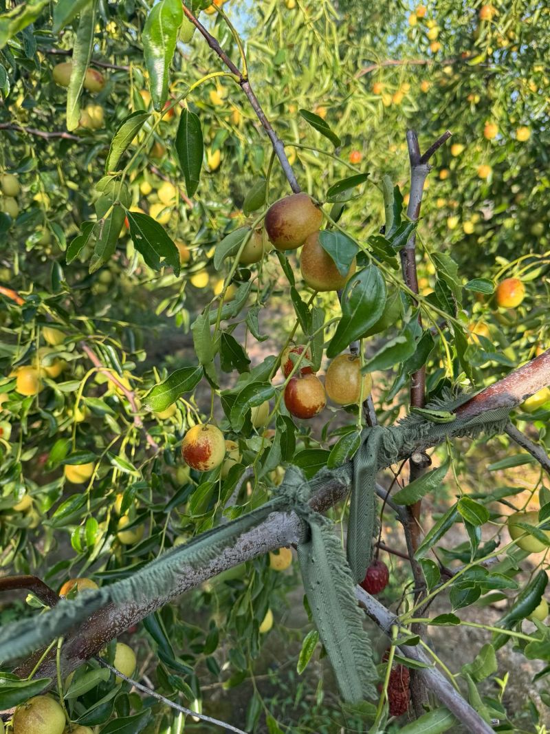 黃驊冬棗 河北滄州的“金疙瘩”，品質與實惠的完美結合