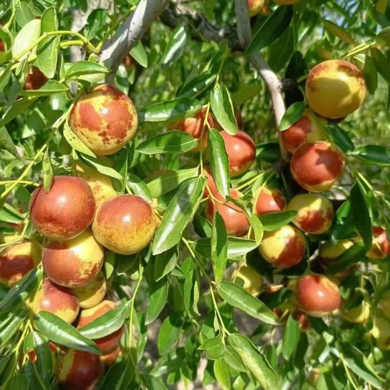 河北黃驊冬棗 雨前珍品，質優價美，批發首選