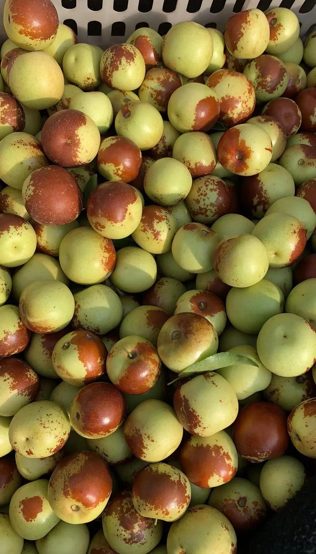 黃驊冬棗鮮到爆！舌尖速遞，領略冰甜脆爽的秋日珍饈