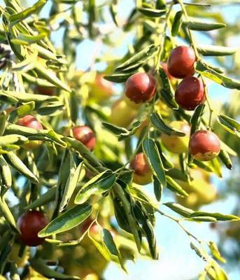 黃驊脆冬棗造富記 一顆小紅果，如何成就富民大產業？